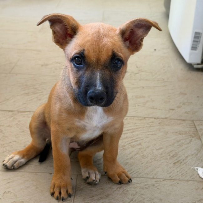 Becky - Chien Berger Belge Malinois à adopter