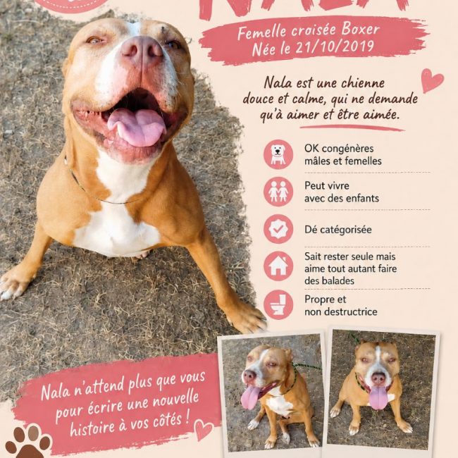 Nala - Chien Boxer à adopter