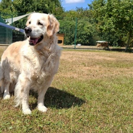 Chipie - Chien à adopter