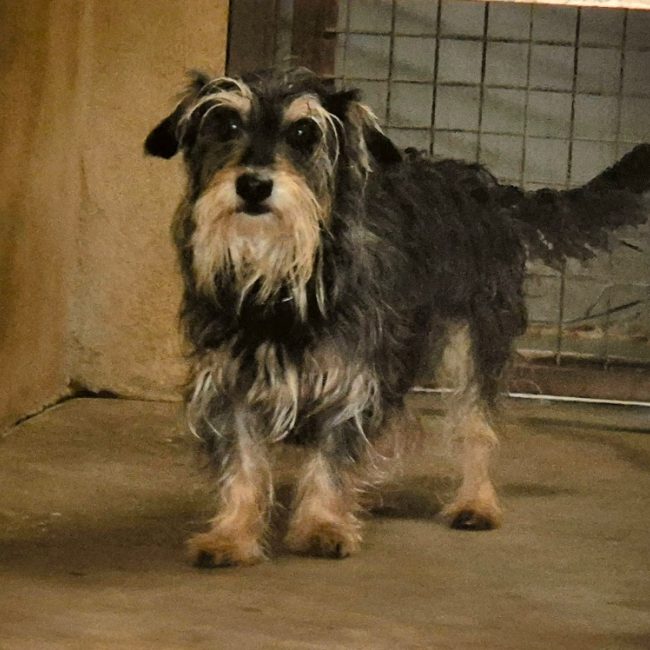 Teks - Chien à adopter