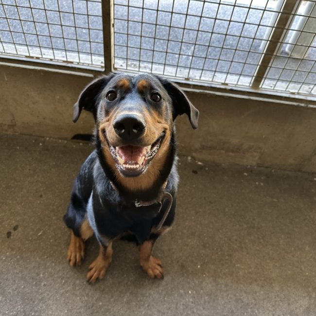 Mao - Chien à adopter