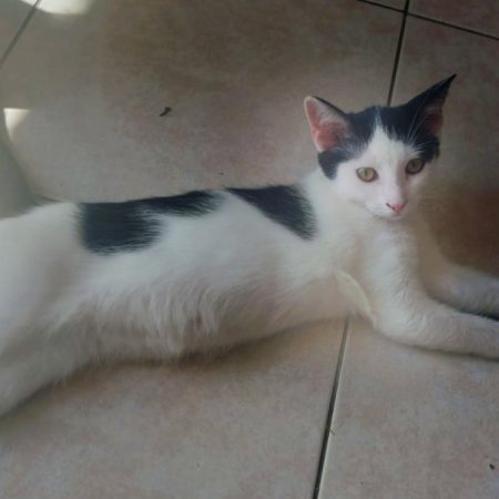 Barbie - Chat Européen à adopter