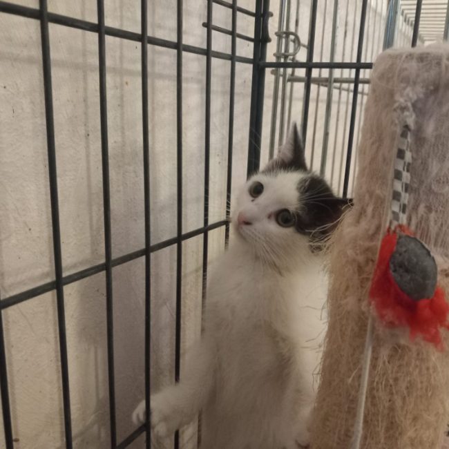Barbie - Chat Européen à adopter