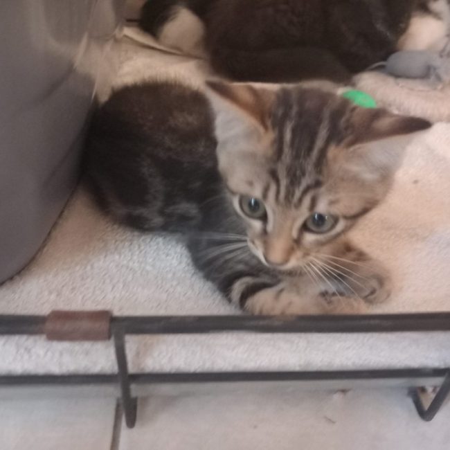 Bardock - Chat Européen à adopter