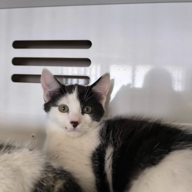 Dembélé - Chat Européen à adopter