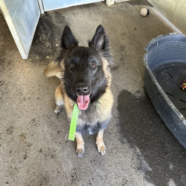 Armani - Chien Berger Belge Tervueren à adopter