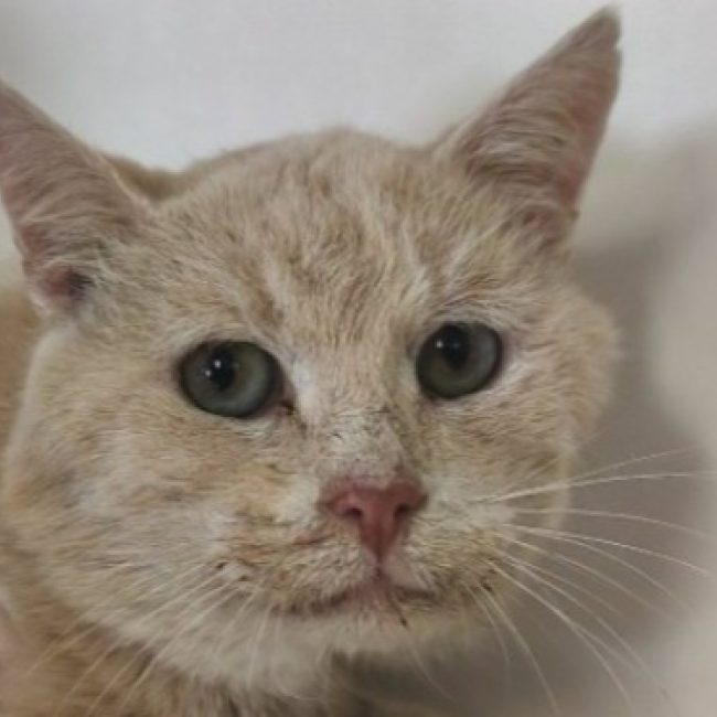 Rouminou - Chat Européen à adopter