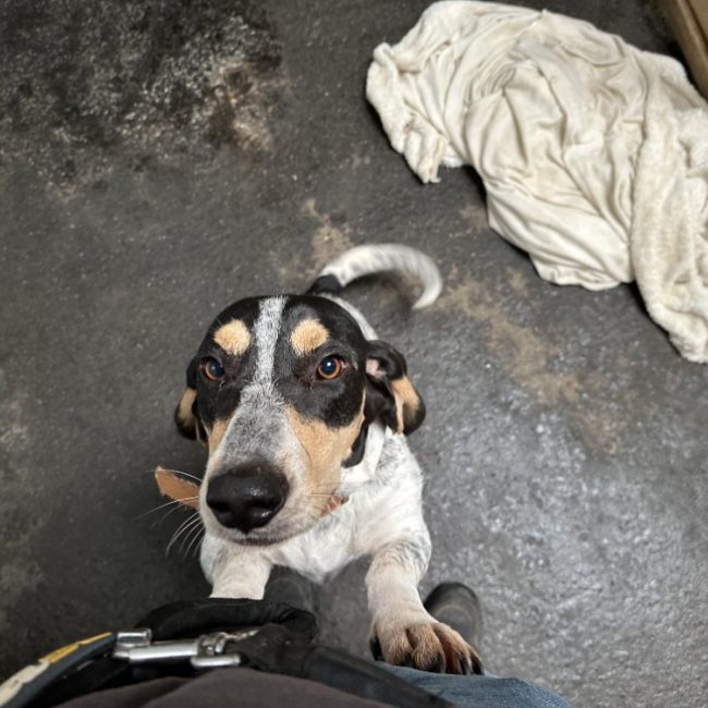 Guy junior - Chien Basset Artésien-Normand à adopter