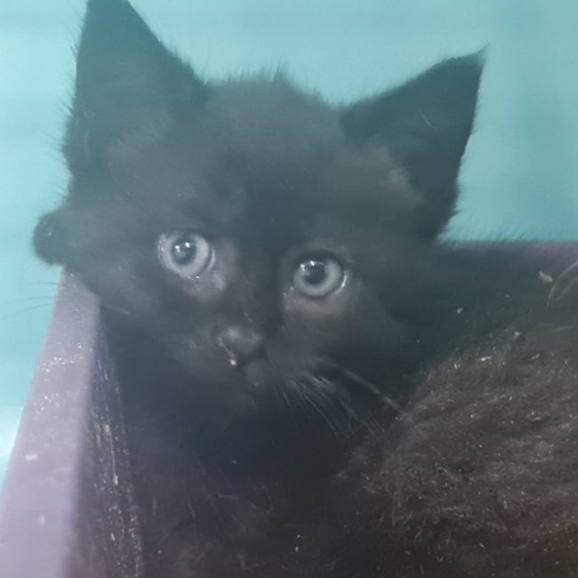 Dolores - Chat Européen à adopter