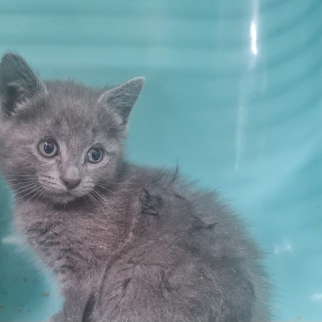Albus - Chat Européen à adopter