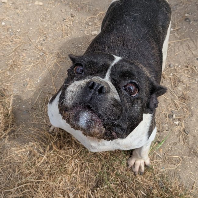 Ella - adopté - Chien Bouledogue Français à adopter