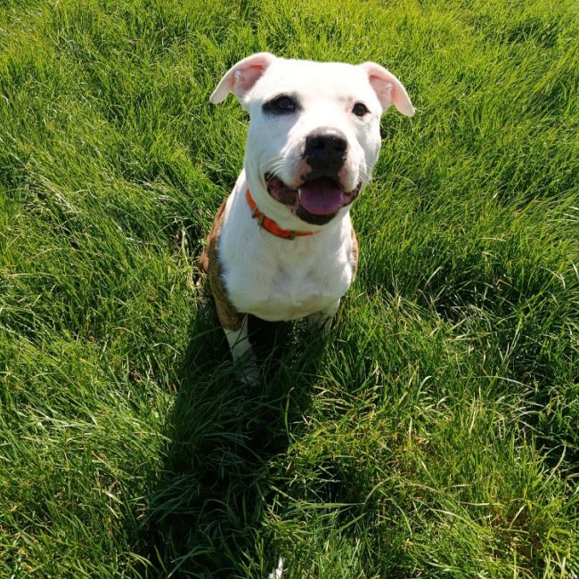 Rocky - Chien Bouledogue Américain à adopter