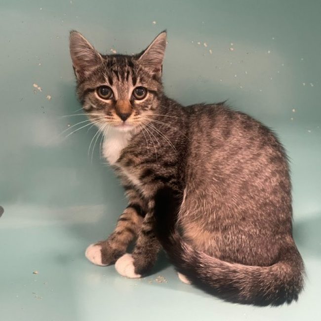 Pralinette - Chat Européen à adopter