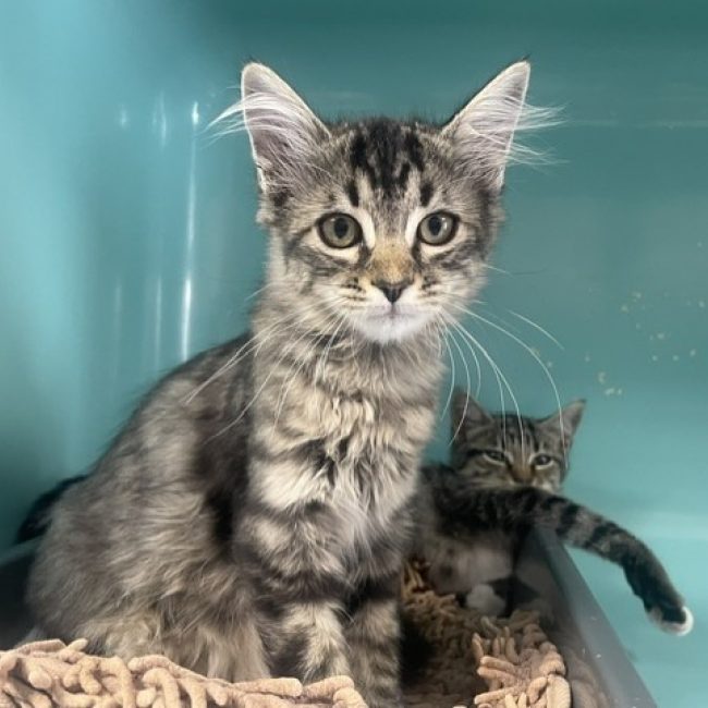 Tartelette - Chat Européen à adopter
