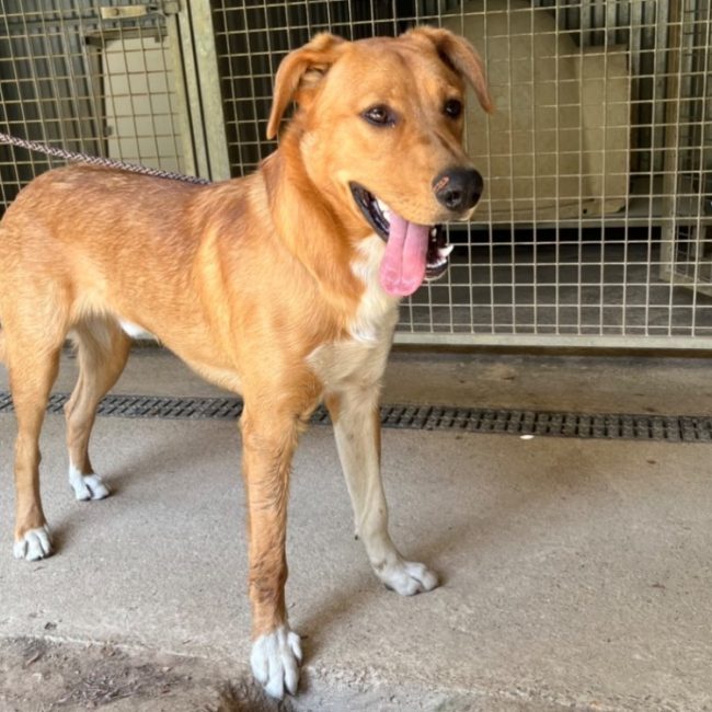 Caramel - Chien à adopter