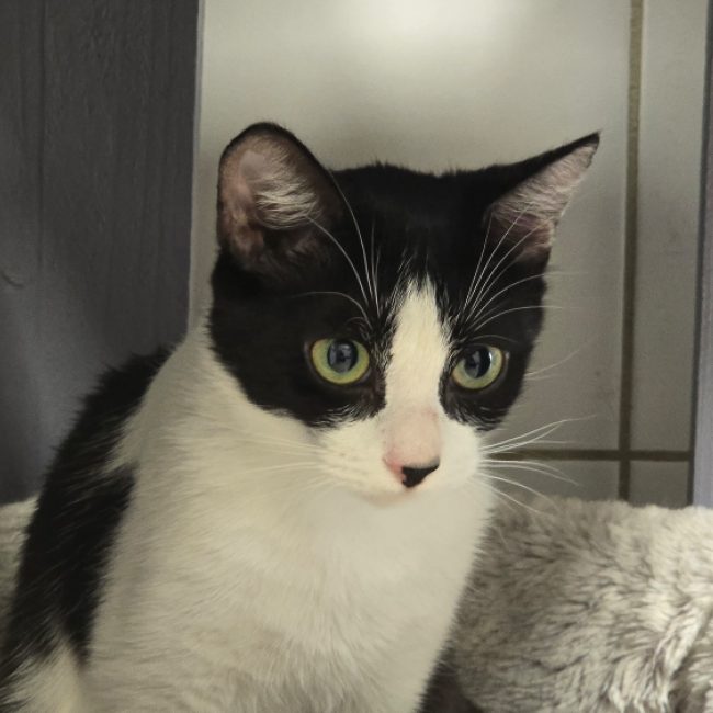 Bella - Chat Européen à adopter