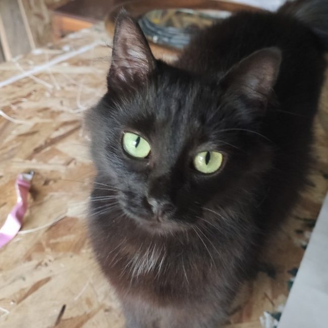 Bali - Chat Européen à adopter