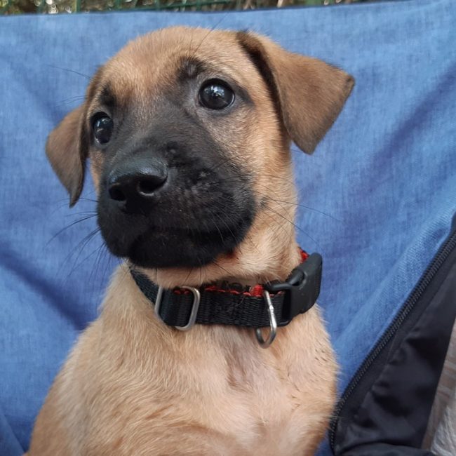 Vahine - Chien Berger à adopter
