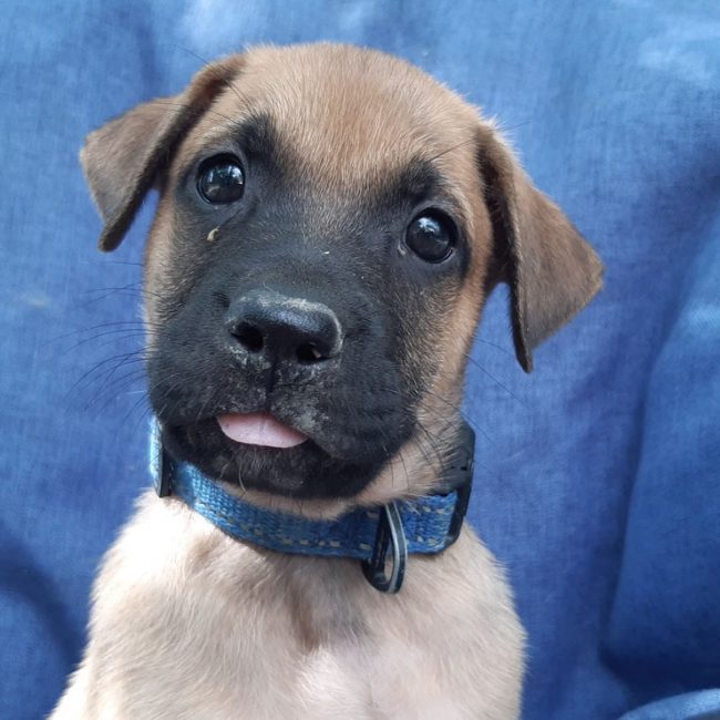 Virtuose - Chien Berger à adopter