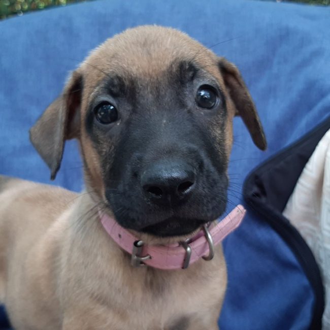 Vanille - Chien Berger à adopter