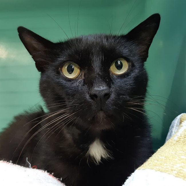 Bellini - Chat Européen à adopter