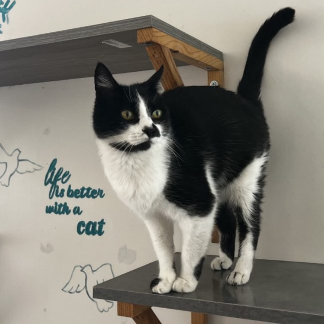 Pistache - Chat Européen à adopter
