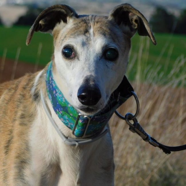 CHERI - Chien Galgo à adopter