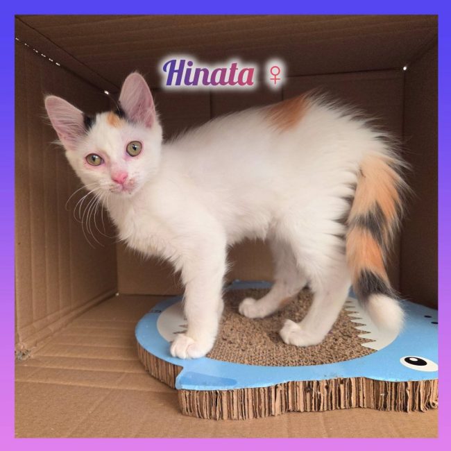 Hinata - Chat Européen à adopter