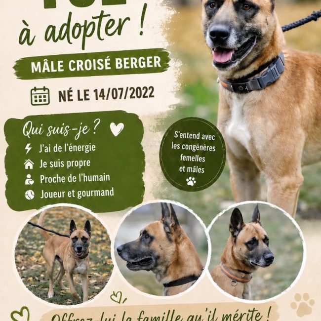 Ice - Chien à adopter