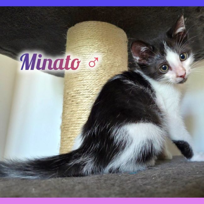 Minato - Chat Européen à adopter