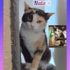 Nala