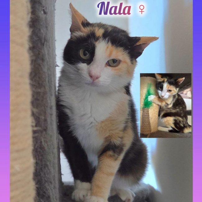 Nala - Chat Européen à adopter