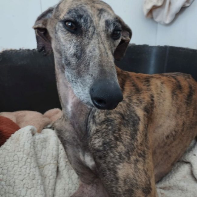 ATIZA - Chien Galgo à adopter