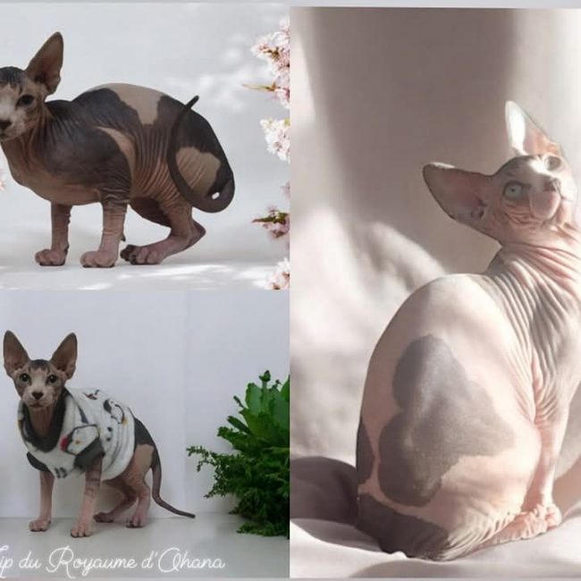 ZIP du royaume d' Ohana - Chat Sphynx à adopter