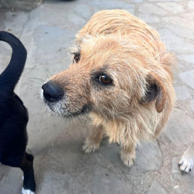 Cocucha - Chien à adopter