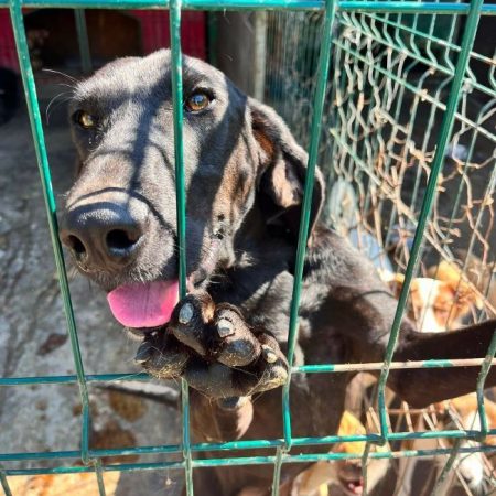 Toby - Chien à adopter