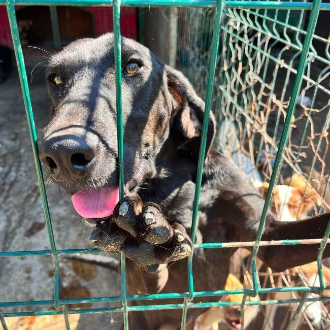 Toby - Chien à adopter