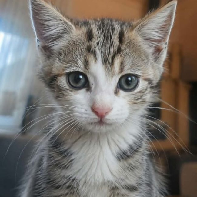 Cooki - Chat à adopter