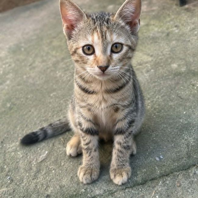 Umbra - Chat à adopter