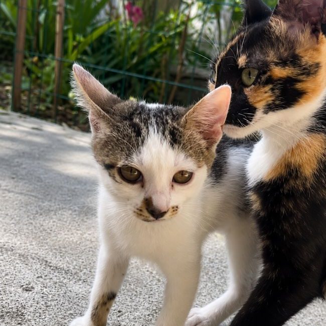 Ulya - Chat à adopter