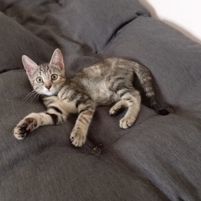 Nestea - Chat Européen à adopter
