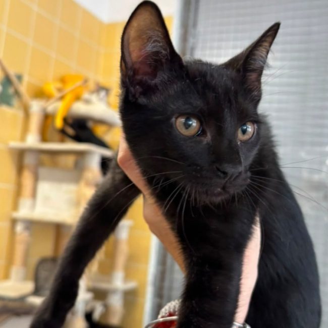 Gojo - Chat Européen à adopter
