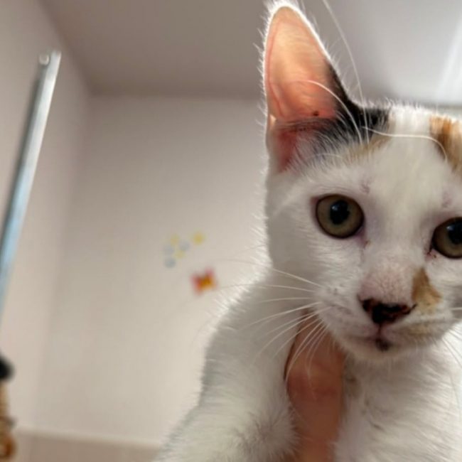 Miwa - Chat Européen à adopter