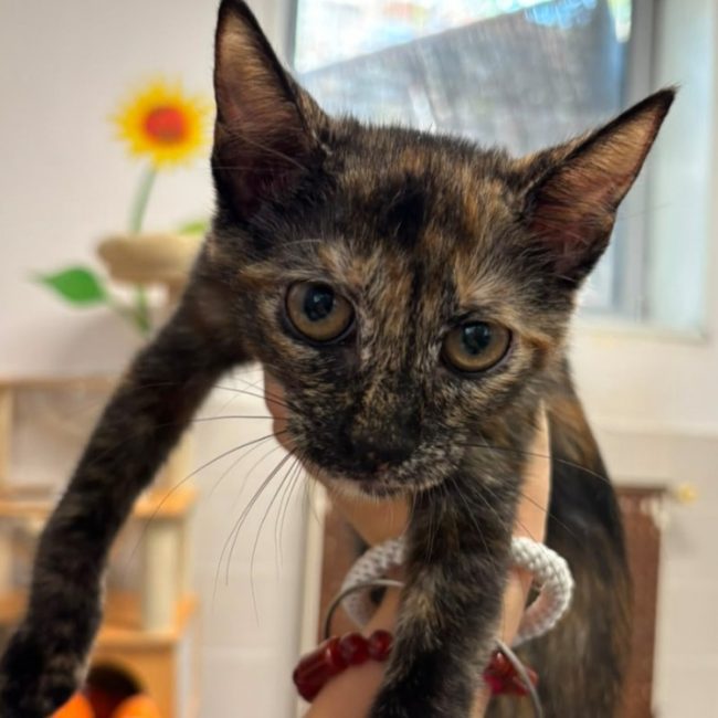 Kazumi - Chat Européen à adopter