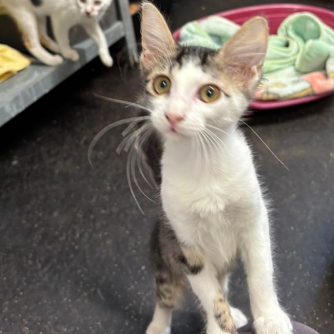 Maki - Chat Européen à adopter