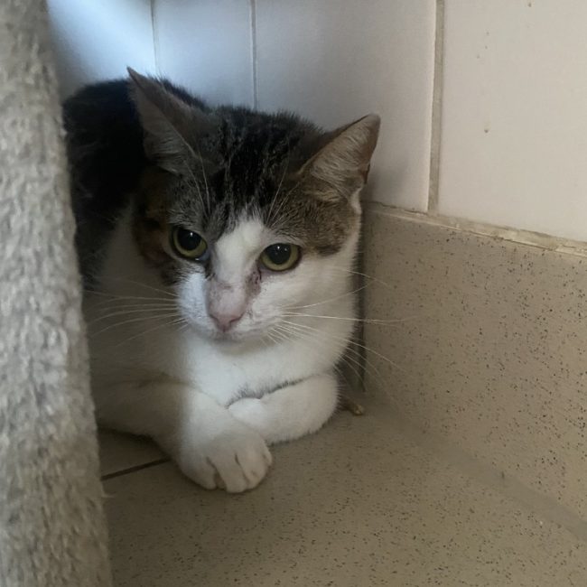 Omi - Chat Européen à adopter