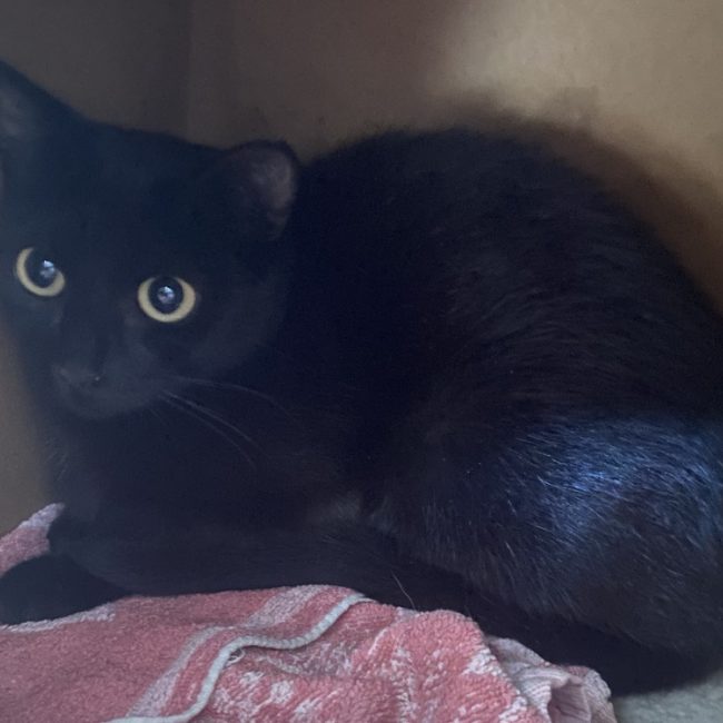 Opey - Chat Européen à adopter
