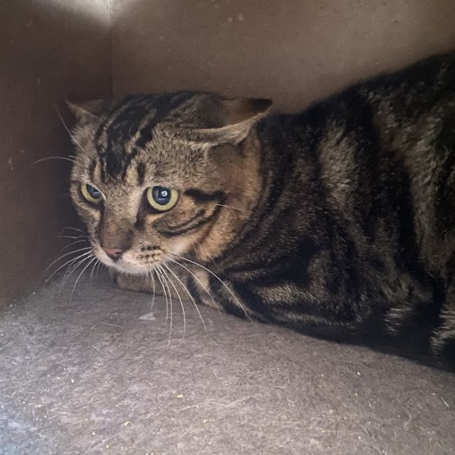 Omelette - Chat Européen à adopter