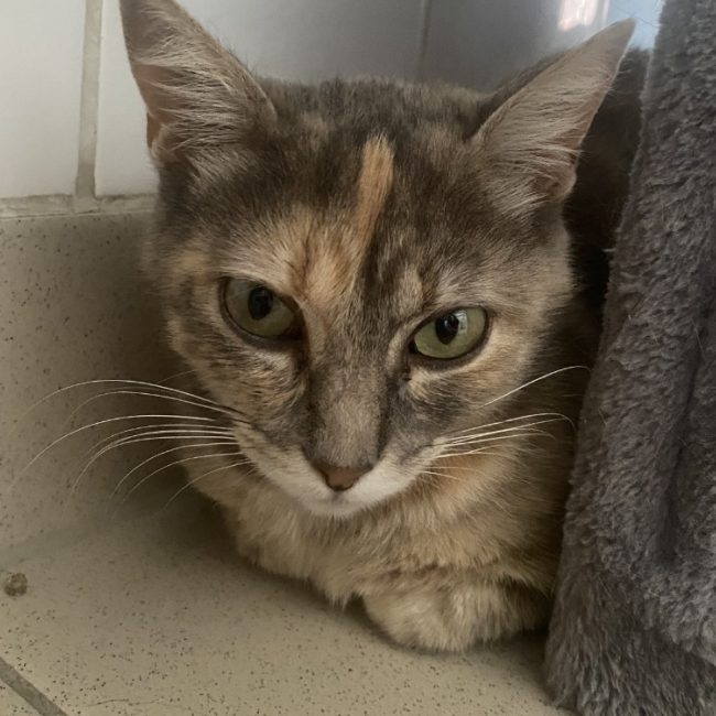 Onslow - Chat Européen à adopter