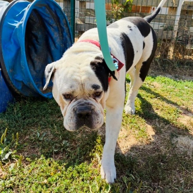 Tokyo - Chien Bouledogue Américain à adopter